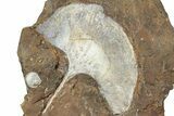 Fossil Ginkgo Leaf From North Dakota - Paleocene #232007-1